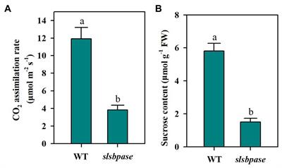 Mutation of SlSBPASE Aggravates Chilling-Induced Oxidative Stress by Impairing Glutathione Biosynthesis and Suppressing Ascorbate-Glutathione Recycling in Tomato Plants